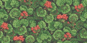 Cole & Son 117/11033 Seville Tapeta czarna w czerwone pelargonie, kwiaty, zielone liście